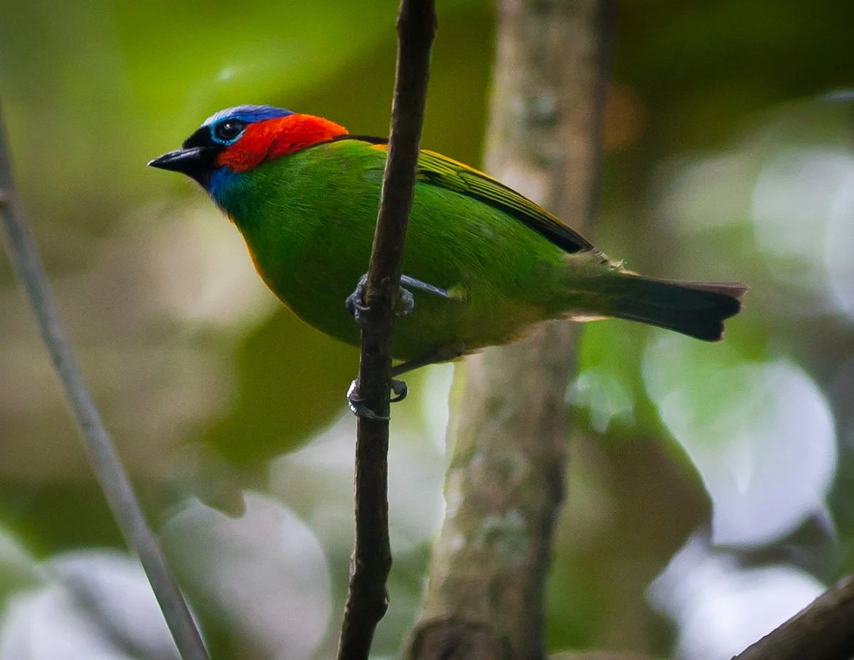 Red-necked Tanager