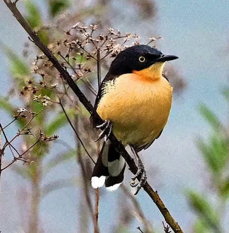 Black-capped Donacobius (NB)