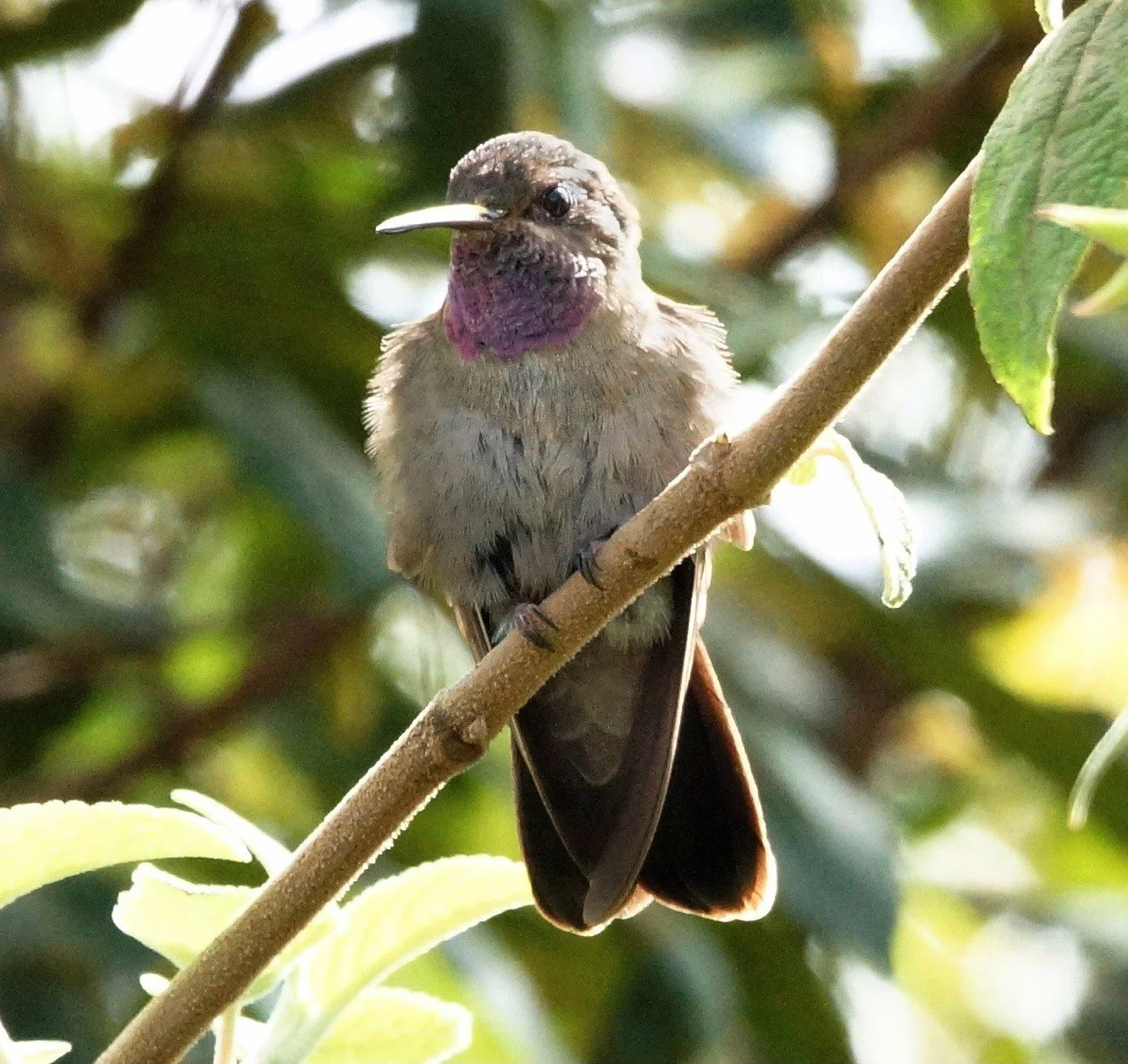 Amethyst-throated Hummingbird (JJ)