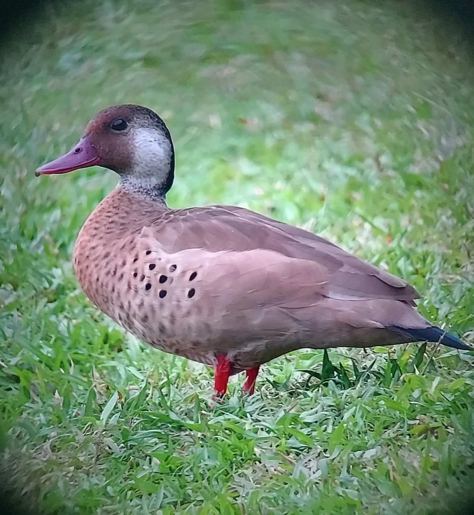 Brazilian Teal