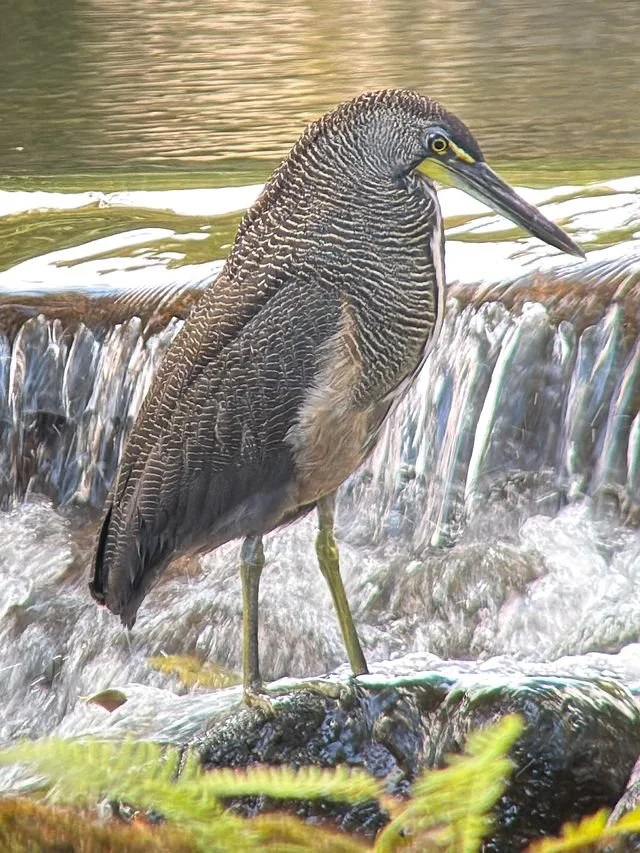 Fasciated Tiger-heron (BK)