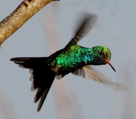 Canivet's Emerald (JJ)