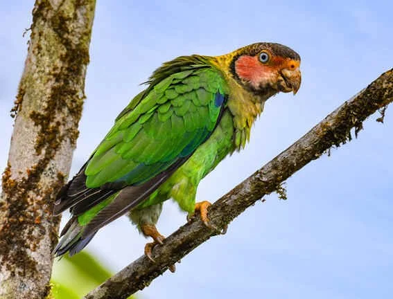 Rose-faced Parrot by Mac Walter