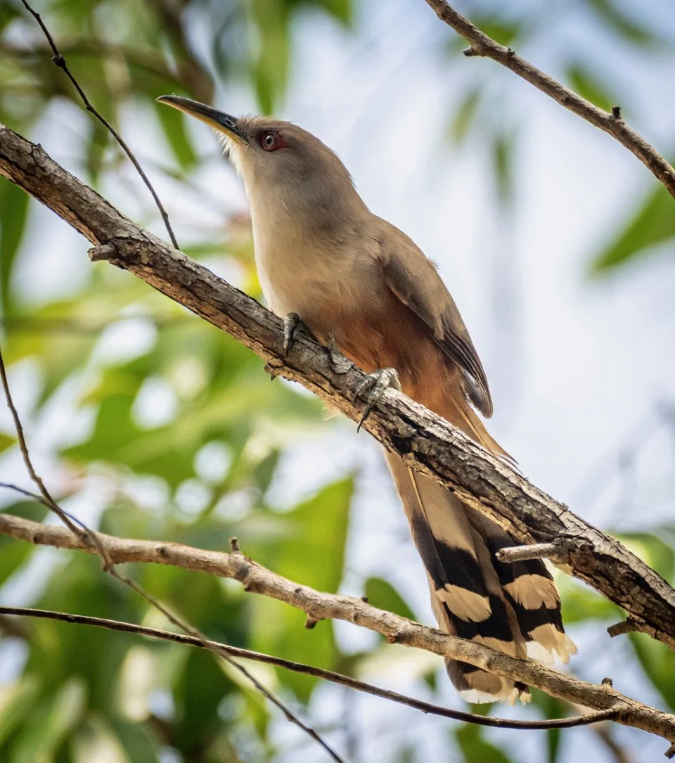 Puerto Rican Lizard-Cuckoo (DD)