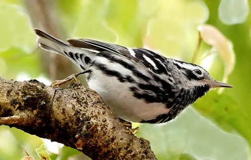 Black-and-White Warbler (JJ)