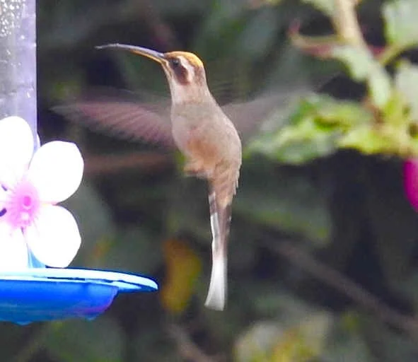 Scale-throated Hermit (TS)
