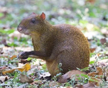 Central American Agouti (RS)