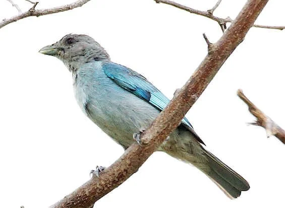 Glaucous Tanager (JJ) 