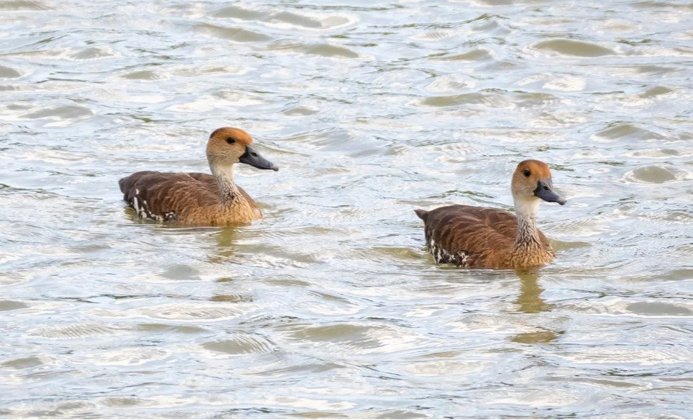 West Indian Whistling-Duck (DD)