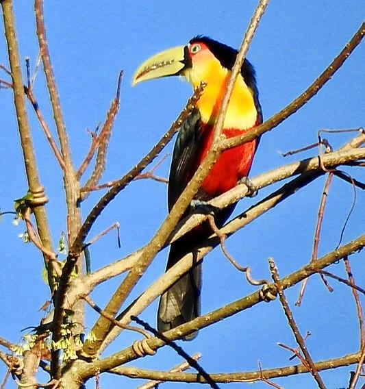 Red-breasted Toucan (TS)