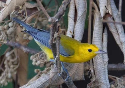 Prothonotary Warbler (RS)