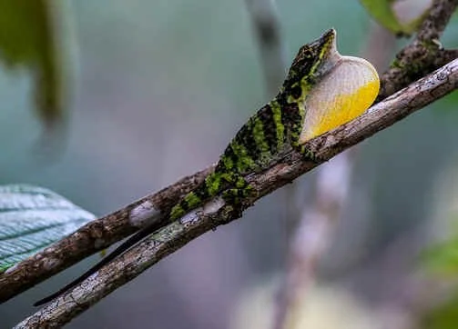 Anolis paravertebralis, endemic to the Santa Marta (WN)  