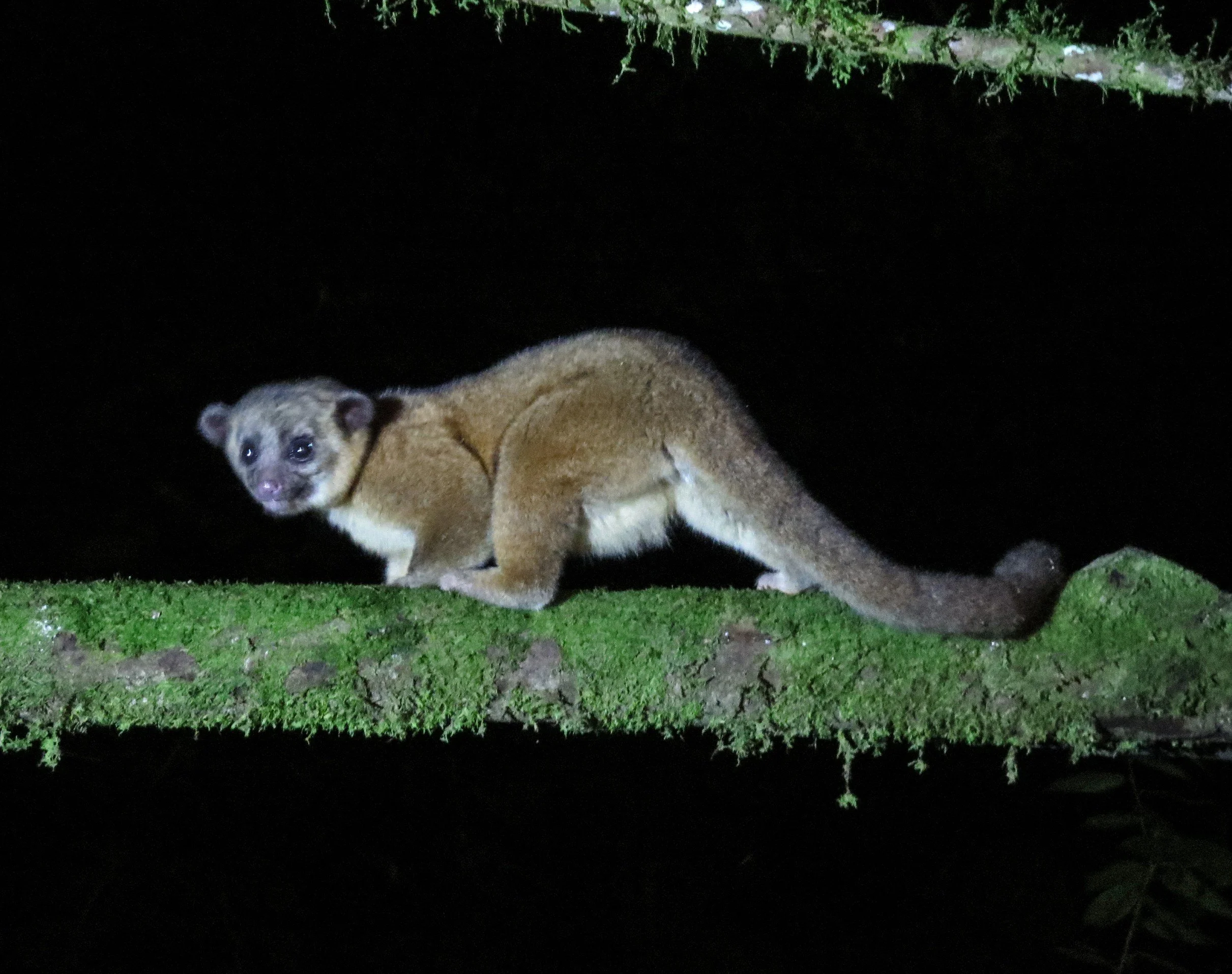The kinkajou is sometimes seen at Tandayapa (BL)