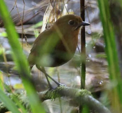 Sierra Nevada Antpitta (KC)