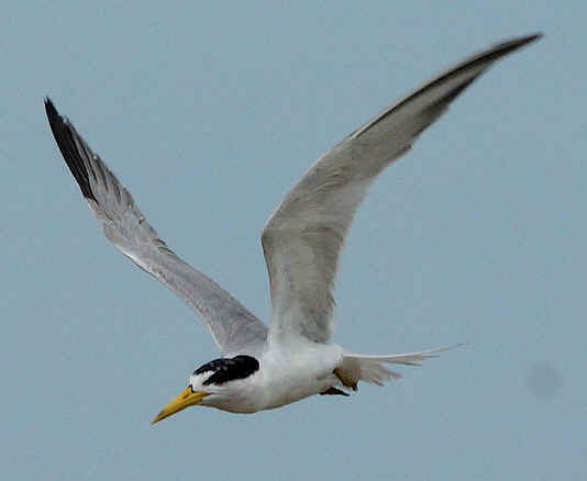 Large-billed Tern (JJ) 