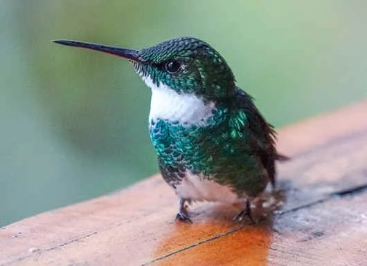 White-throated Hummingbird (MW)