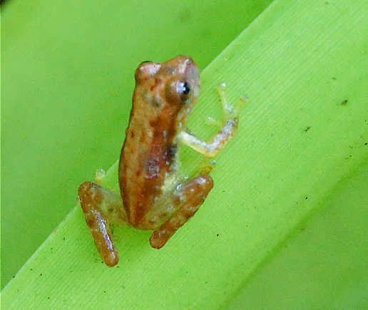 Frog in bromeliad at El Dorado (JJ)  