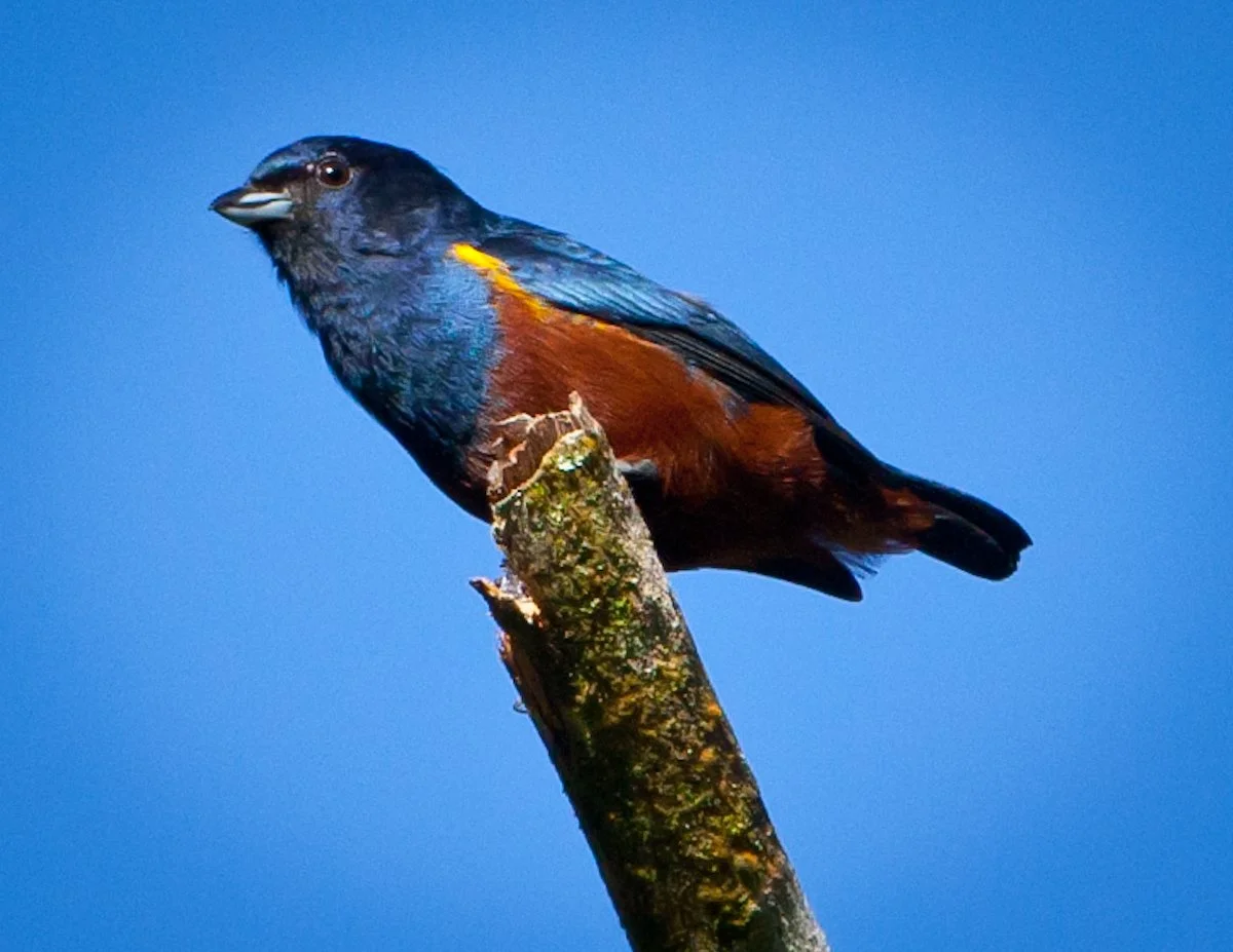 Chestnut-bellied Euphonia