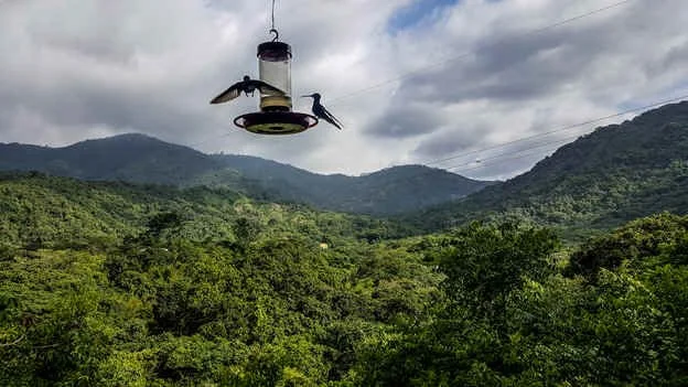 The view from the Hotel Minca porch (WN)