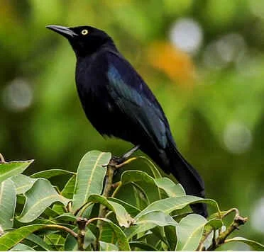 Carib Grackle (WN)