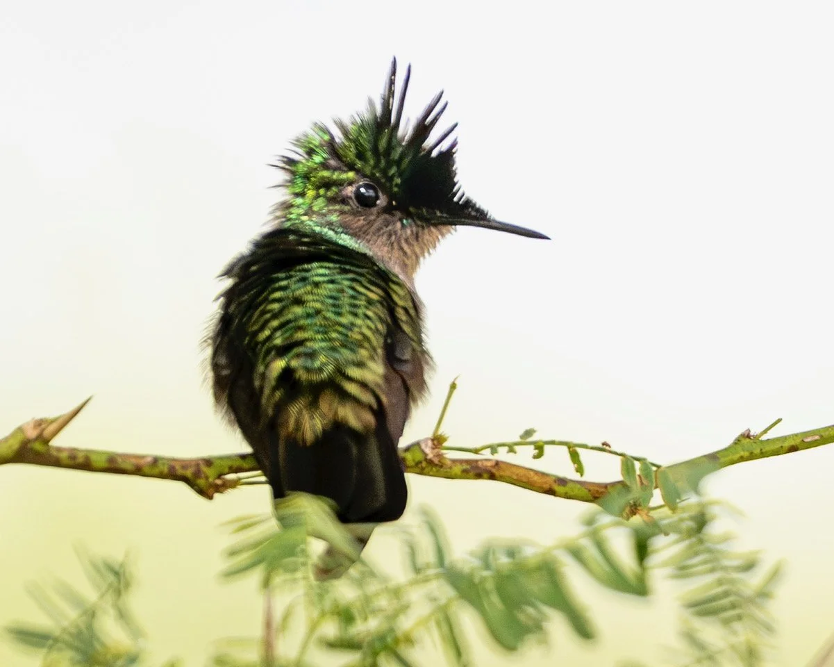 Antillean Crested Hummingbird (DD)