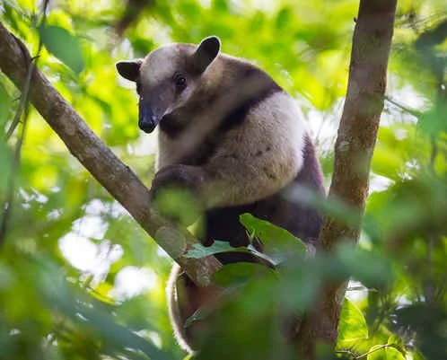 Northern Tamandua (MV)  