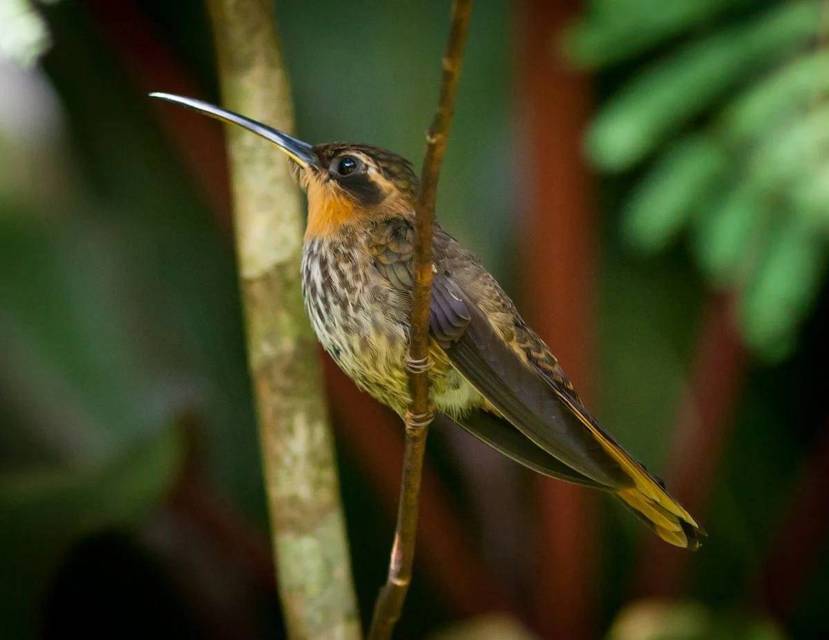 Saw-billed Hermit