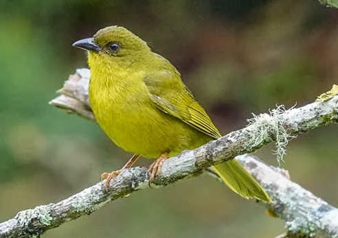 Olive-green Tanager (MW)