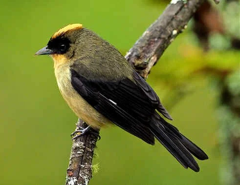 Black-goggled Tanager (NB)