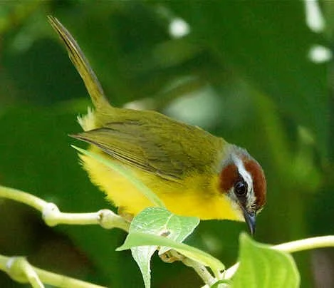 Chestnut-capped Warbler (JJ)  