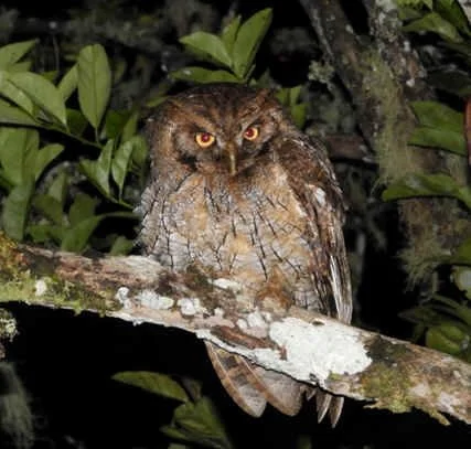 Santa Marta Screech-Owl (KW)