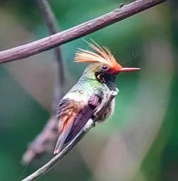 Rufous-crested Coquette