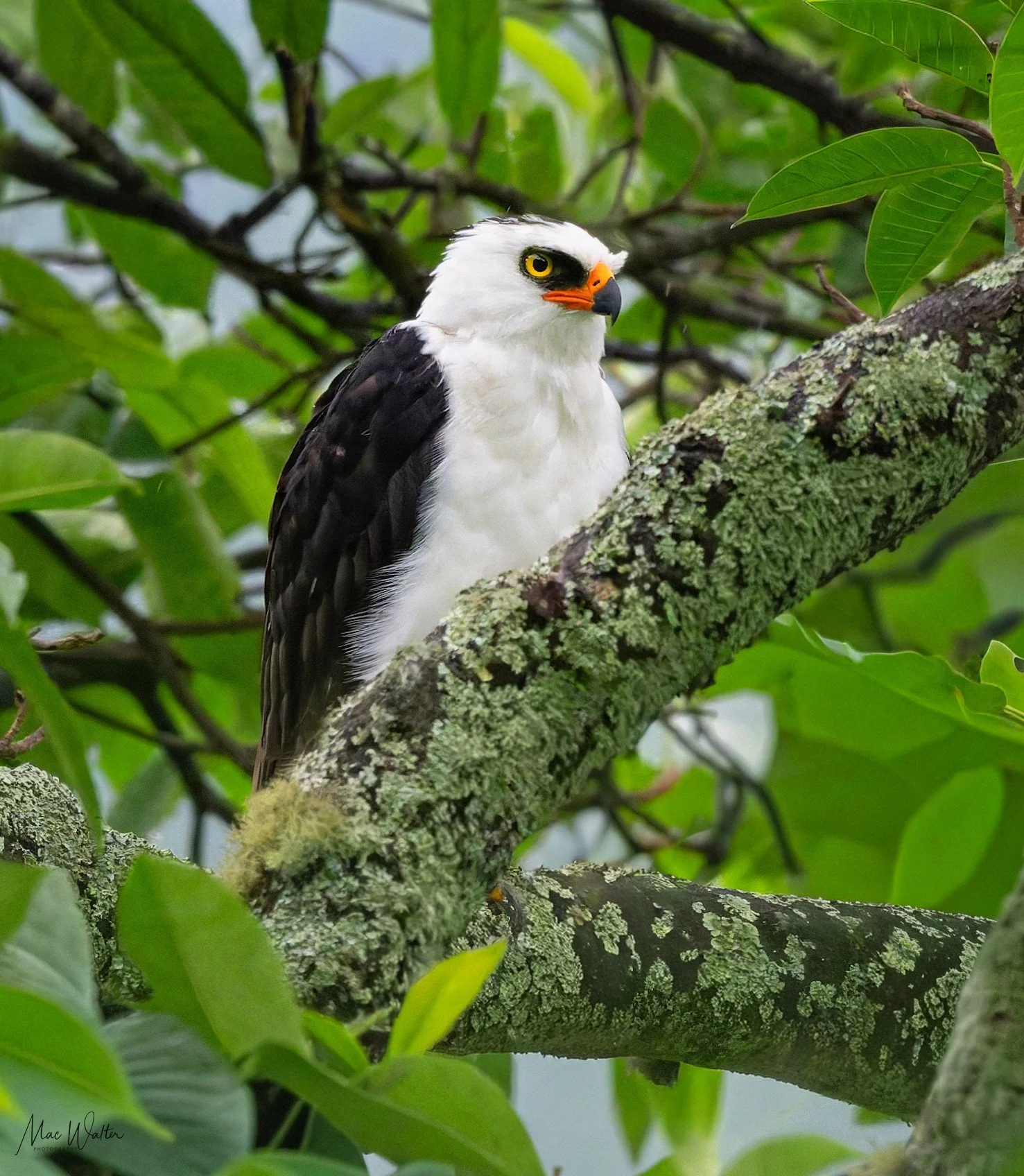 Black-and-White Hawk-Eagle (MW)