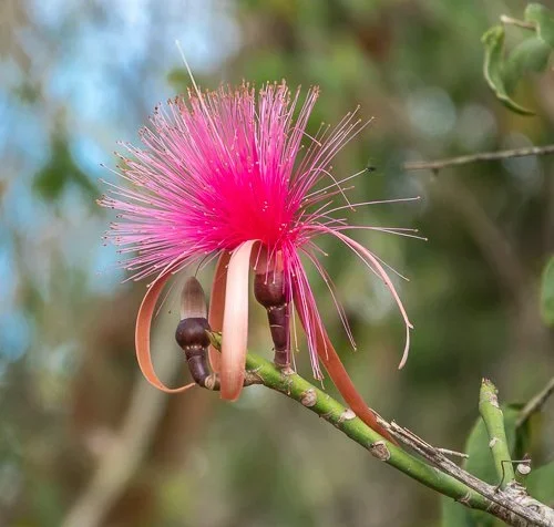 Pseudobombax ellipticum