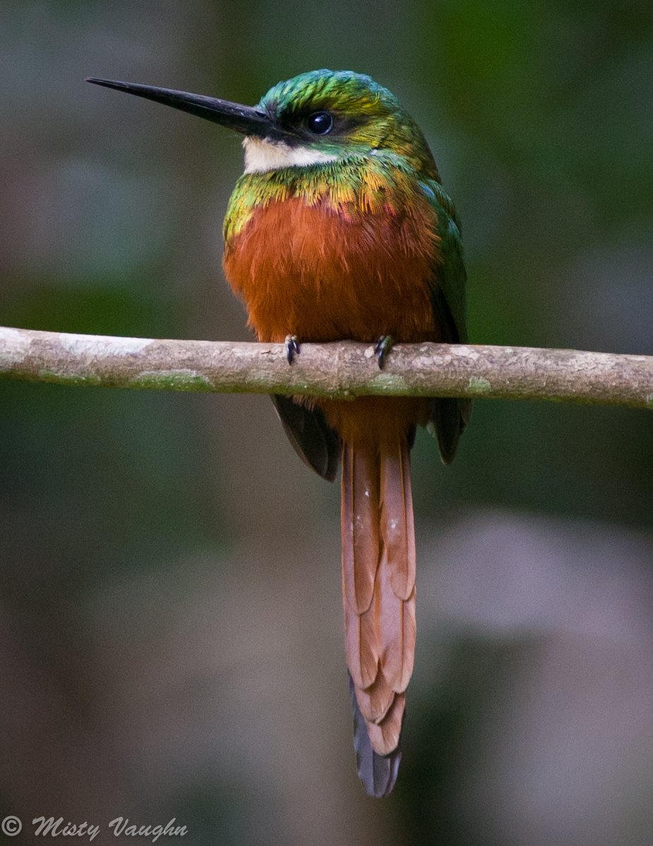 Rufous-tailed Jacamar (MV)