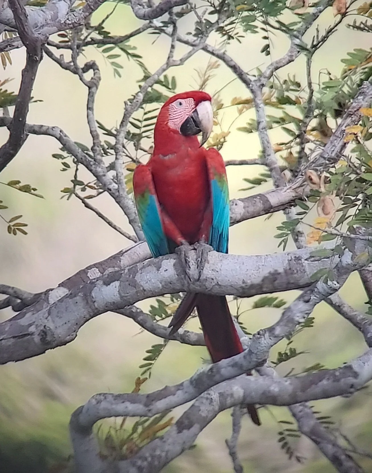 Red-and-Green Macaw