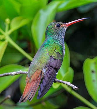 Rufous-tailed Hummingbird (WN)