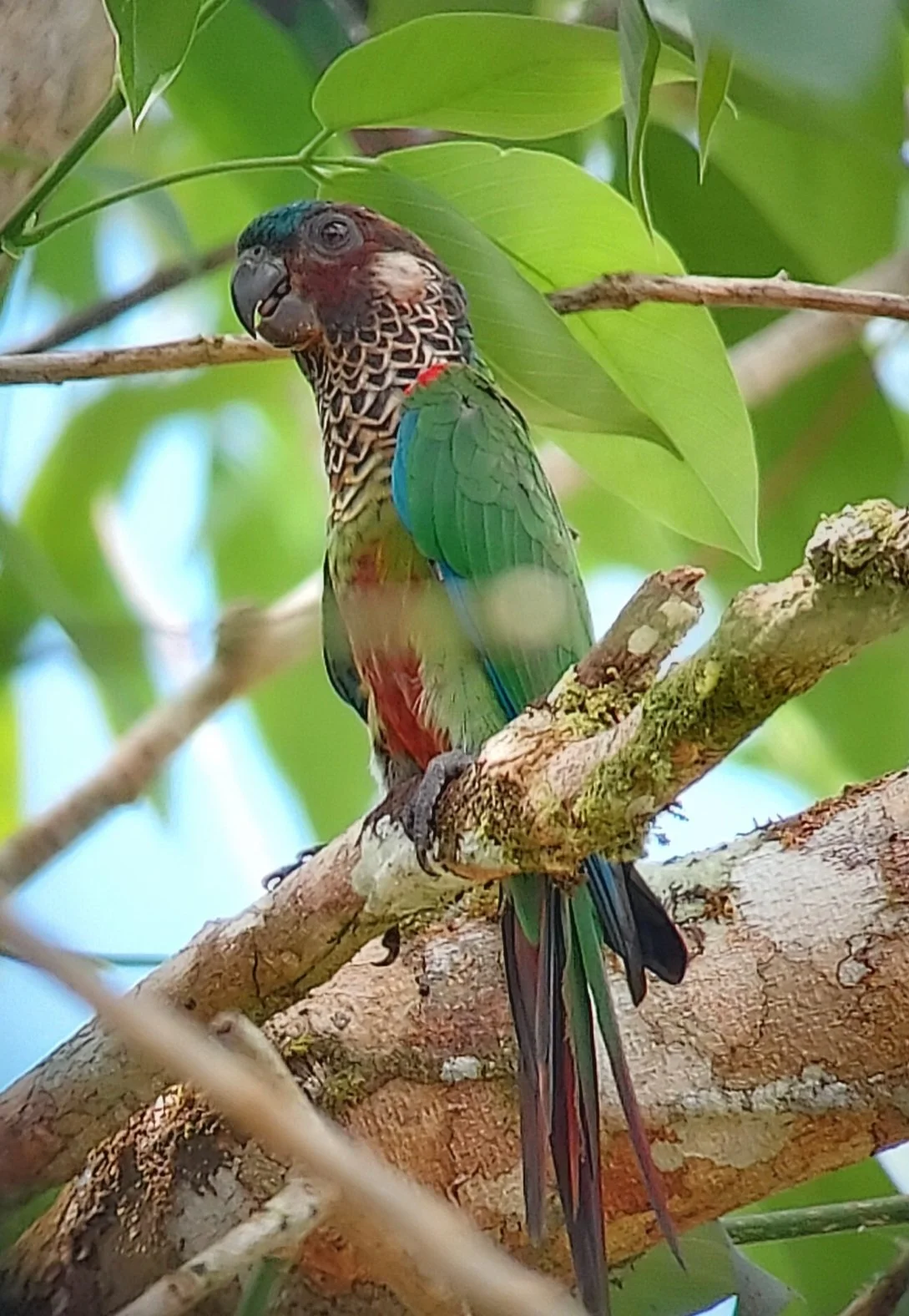 Painted Parakeet