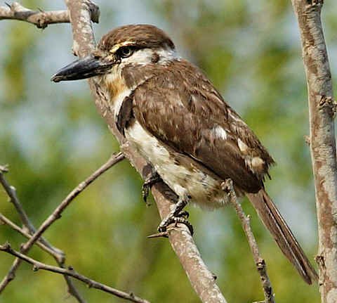 Russet-throated Puffbird (JJ)  
