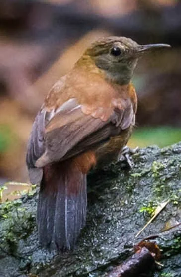 Gray-throated Leaftosser (MV) 