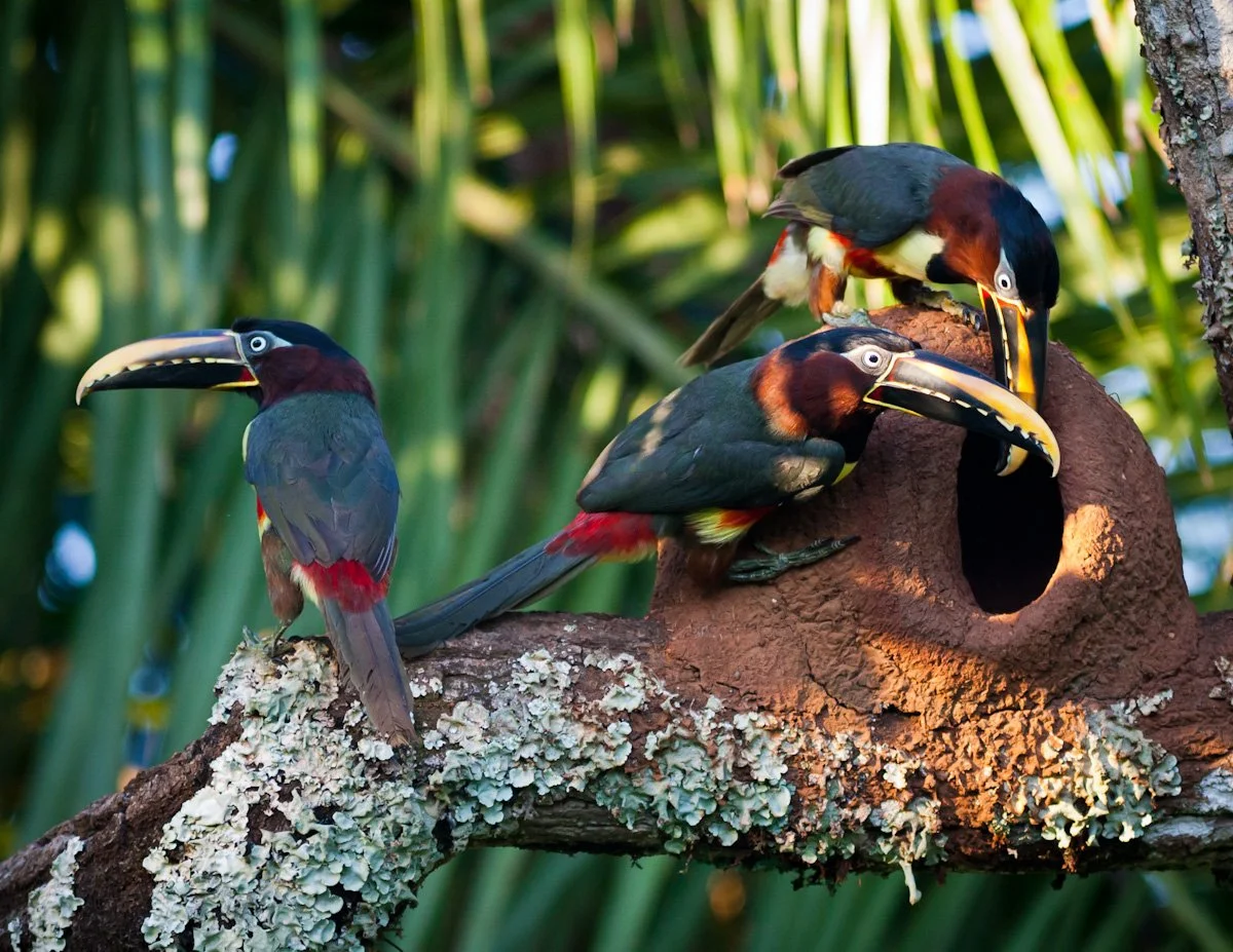 Chestnut-eared Aracari