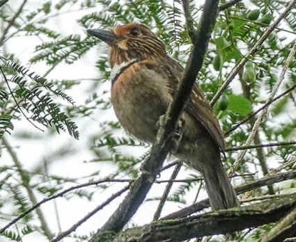 Crescent-chested Puffbird (MW)