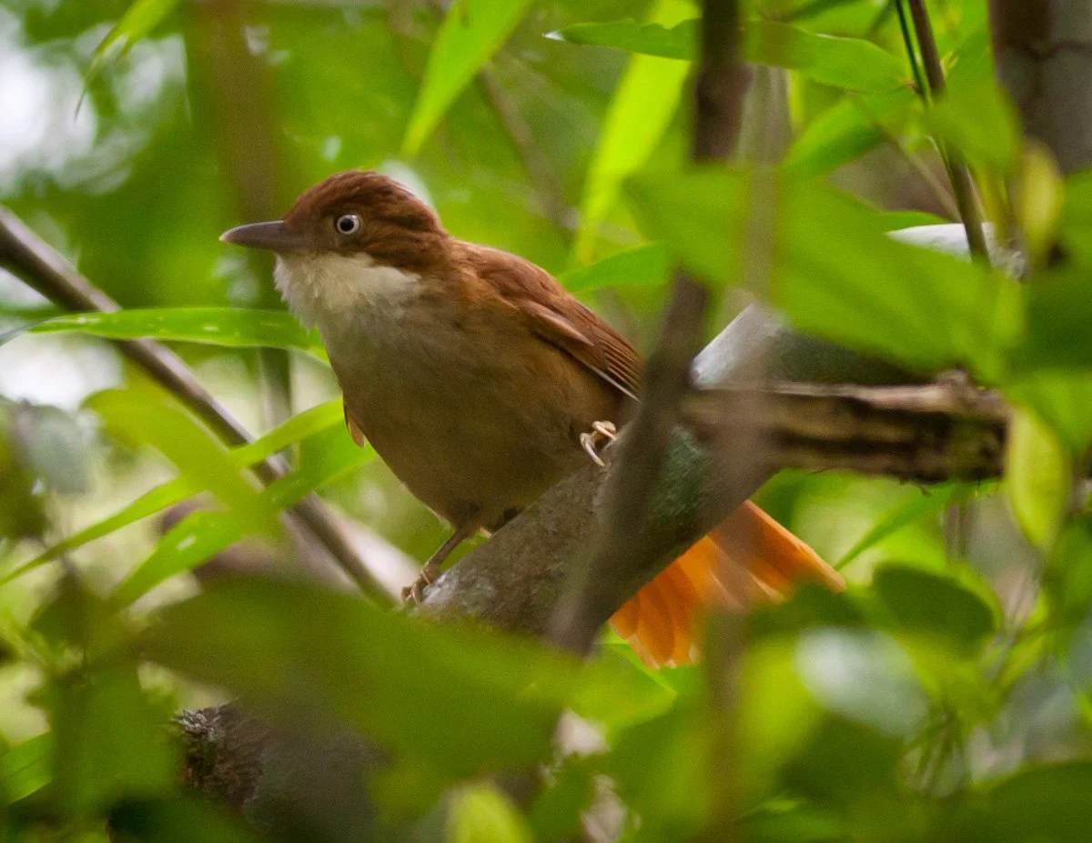 White-eyed Foliage-gleaner