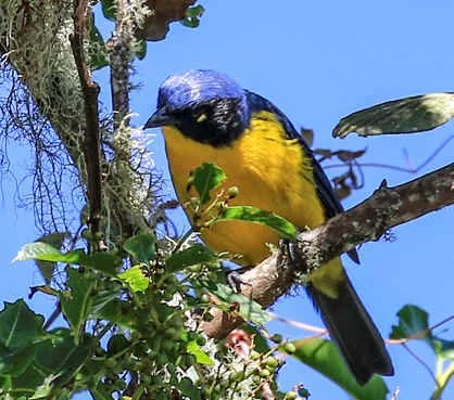 Black-cheeked (Santa Marta) Mountain-Tanager (WN)