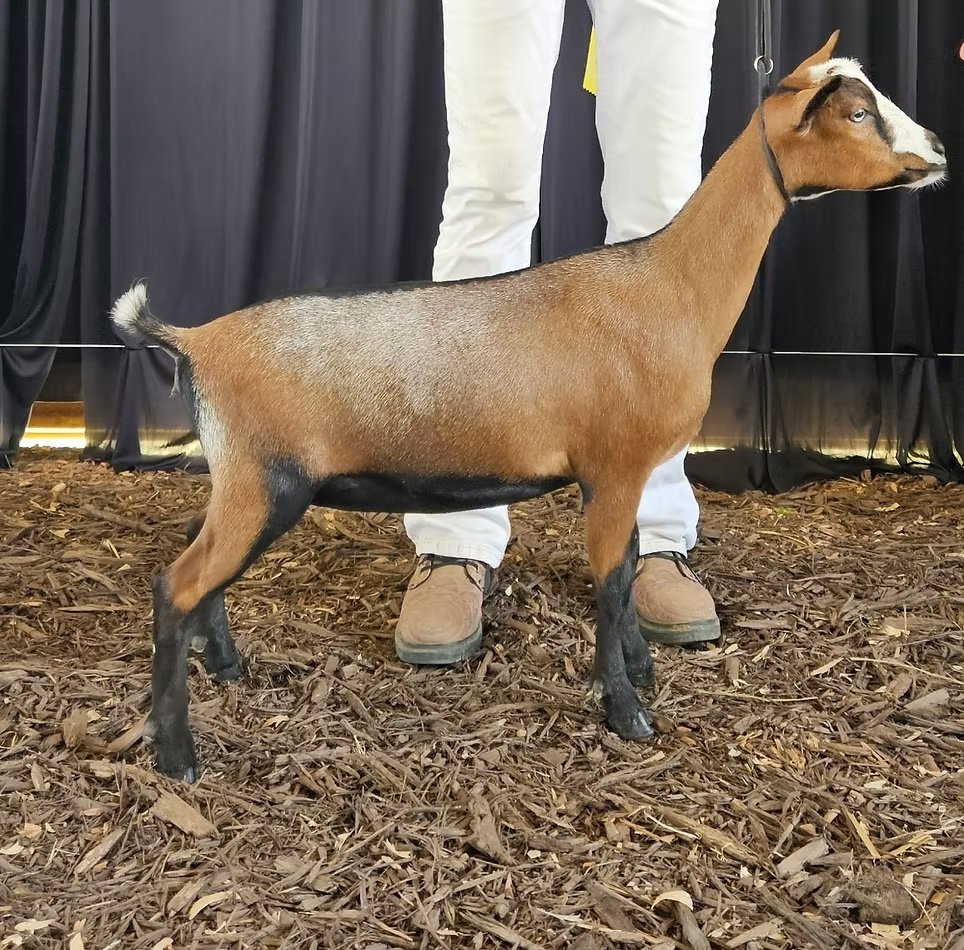 2025 Daugher: PRIMROSE HILL SWEET CAROLINE x1 jrGCH (PC Primrose hill)