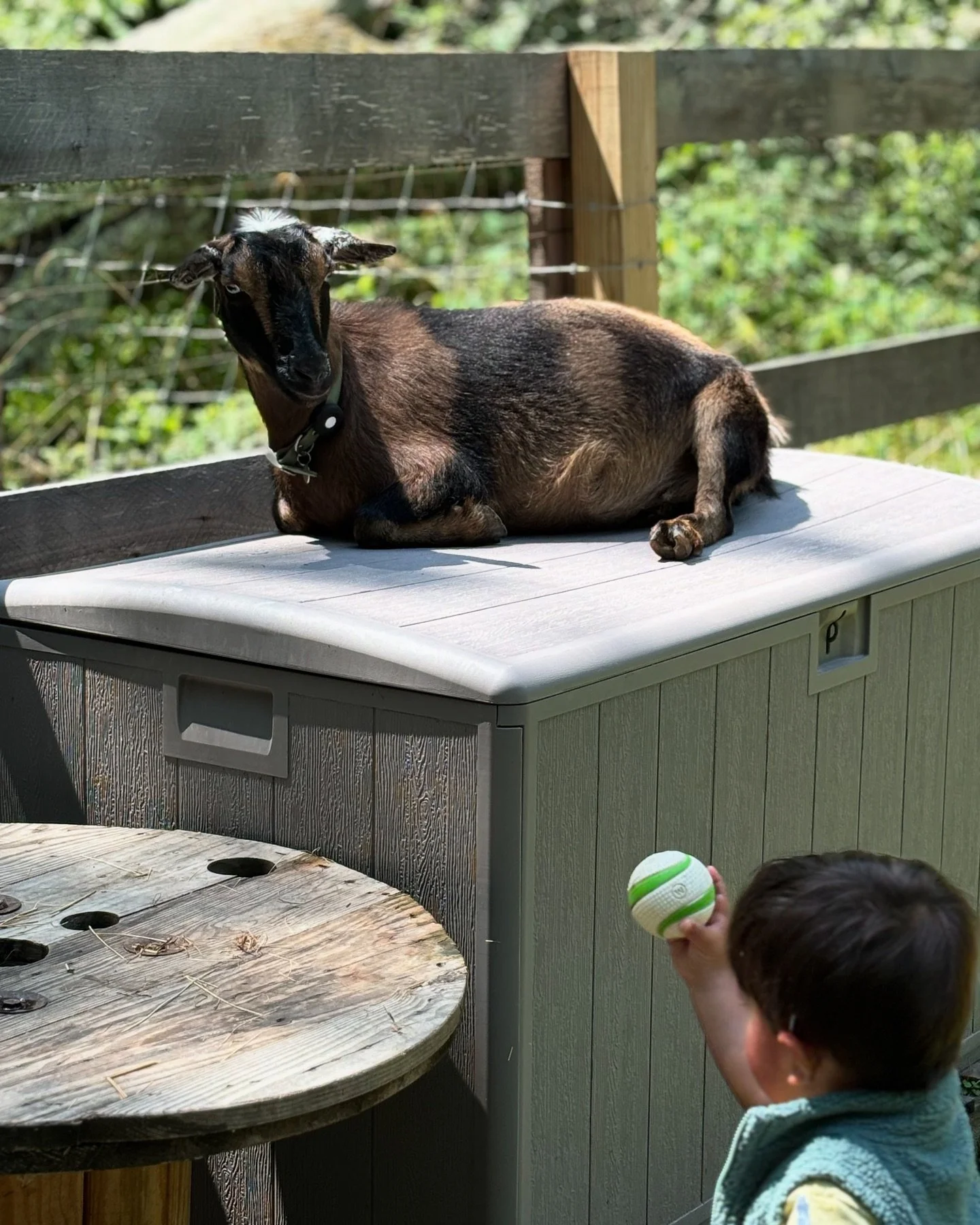 Todays #photooftheday is of Ms Luna on her #gotchaday 😻 it was love at first sight for our mini farm hand. He did however think Luna was a dog who would play fetch with him 😹

#goatsofwisteriaway