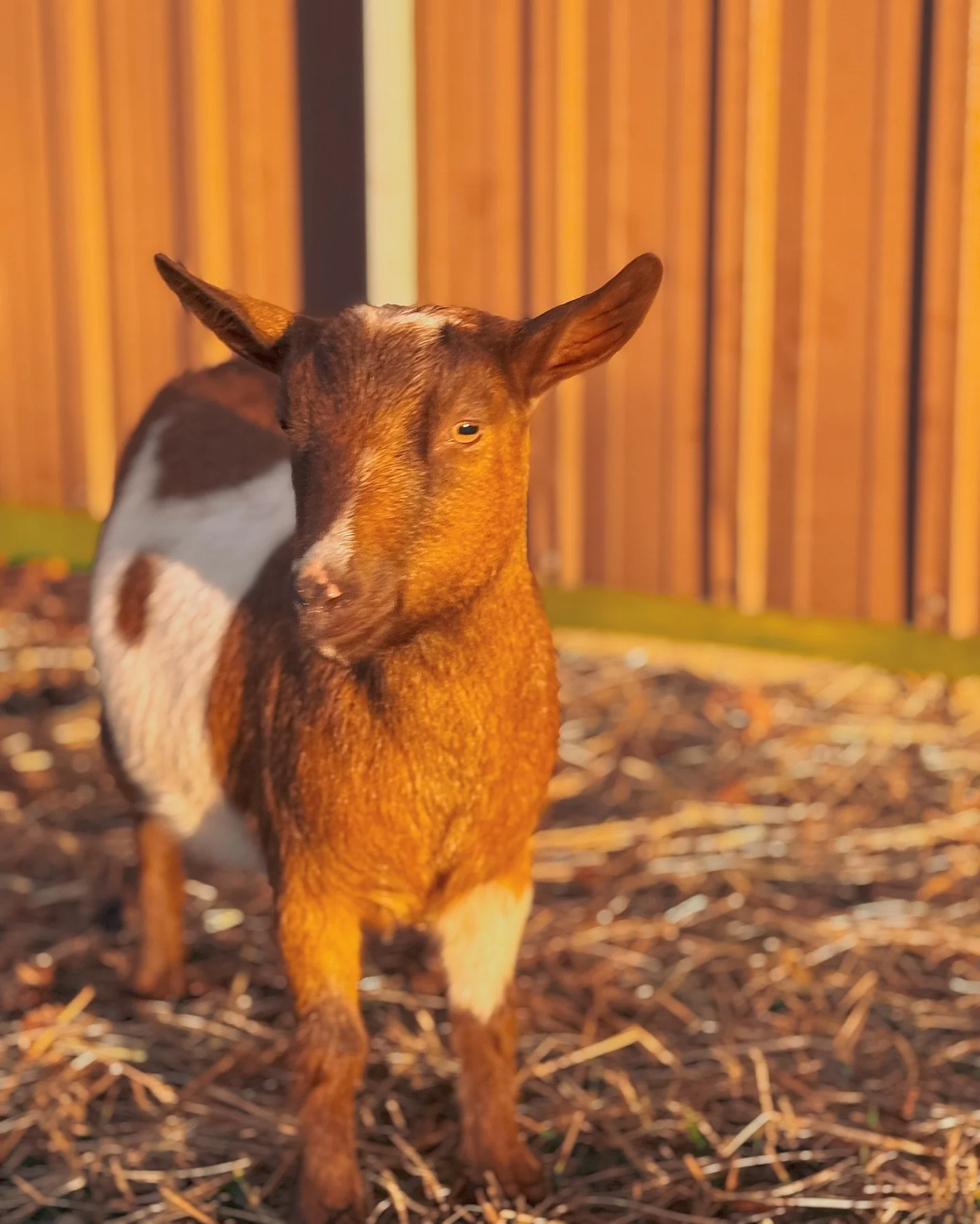 Beans is taking advantage of the #goldenhour this morning 👸🏼 she hasn&rsquo;t come back into heat so she should be expecting babies end of march 🤞🏻🤞🏻🤞🏻

#beansthegoat #goatsofwisteriaway