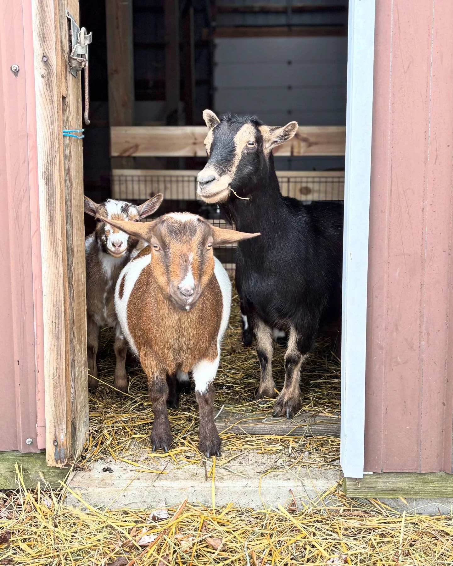 When mom says you should try going outside&hellip;. But you looked outside and saw snow&hellip; ummmm mom&hellip; ABSOLUTELY NOT TOUCHING THAT STUFF. Not even for animal crackers 🫣 ummmm maybe for animal crackers 😹

#photooftheday featuring #kittyt
