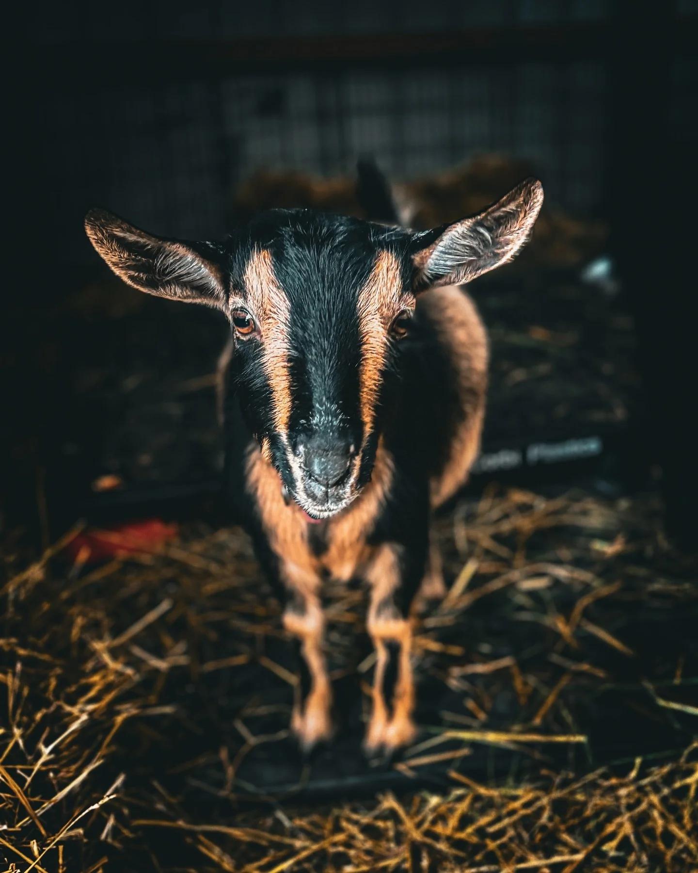 Photo of the day of miss holly 🥹

Multiple times today she came out of her way to get scratched- we&rsquo;re making progress 🎉🎉

I don&rsquo;t think we updated y&rsquo;all&hellip; but holly had a growth spurt hitting our requirements for breeding 