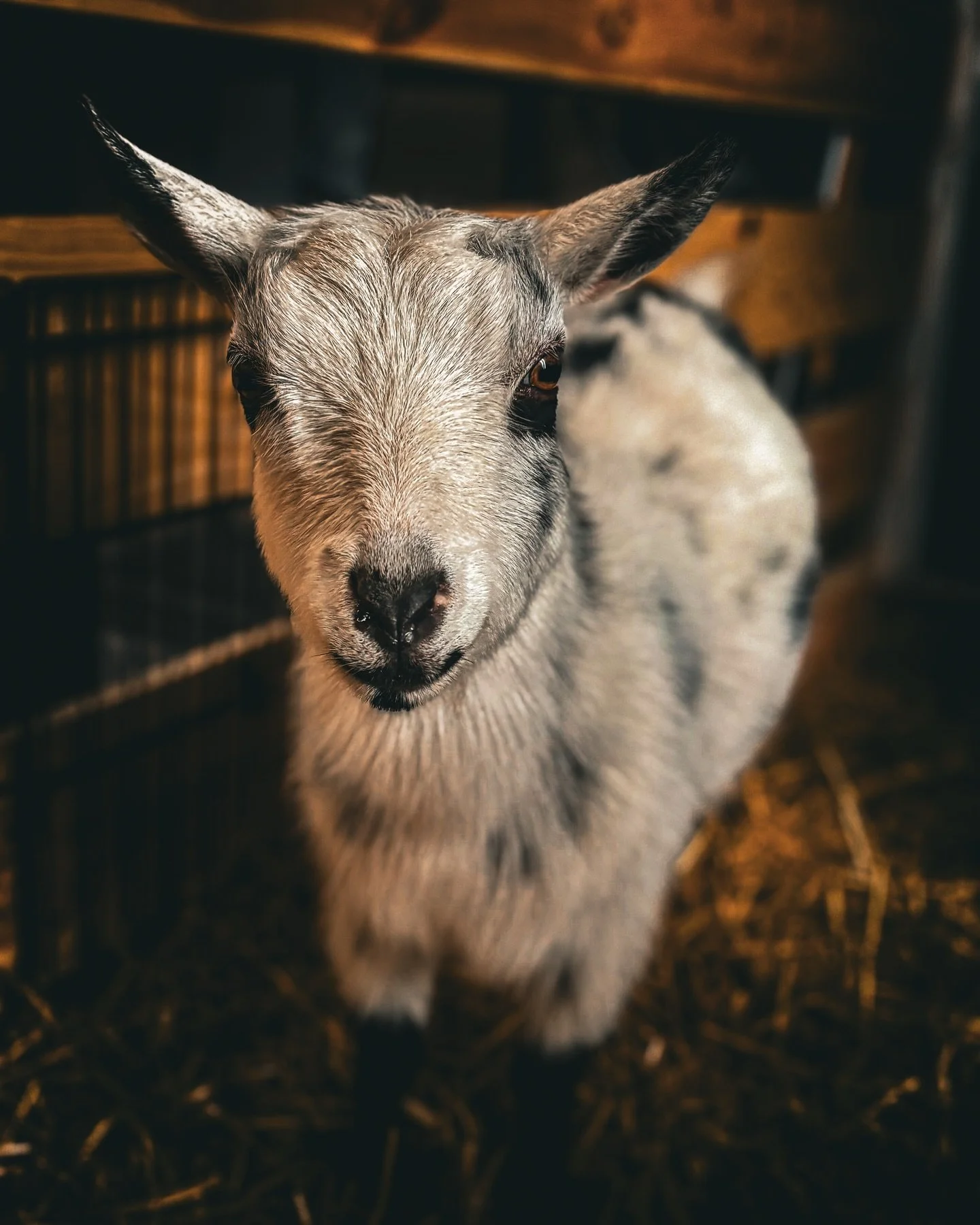 Photo of the day: cookie girl looking oh so foiiiiineee with the golden glow from yesterday morning 😻

She hasn&rsquo;t come back into heat so we should be pregnant 🥹🥹🥹 we will be pulling blood on all the girls next week to confirm 🤞🏻🤞🏻🤞🏻🤞